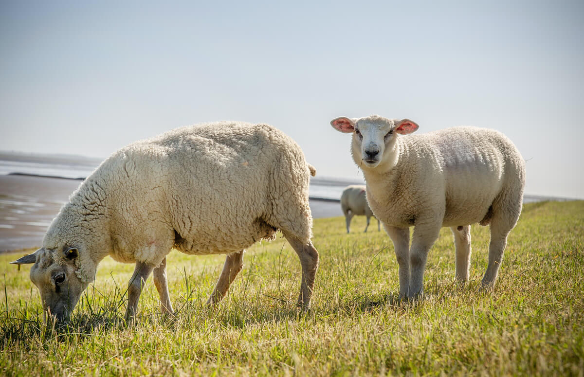 Schafe auf der Insel Texel